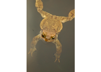 Erdkröte (Bufo bufo) - © Emanuel Trummer